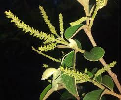 Image result for Antidesma venosum