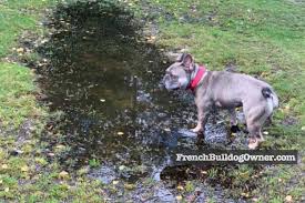 Brush your french bulldog puppy weekly using a rubber brush or rubber grooming hand to make sure all of their loose and dead hair is effectively removed. Do French Bulldogs Need Haircuts No But They Do Need This