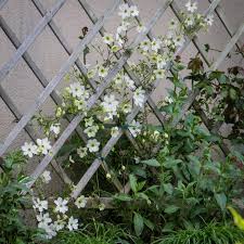 Clematis that blooms in early summer to fall on the current year's growth tend to become quite leggy over time, with flowers occurring progressively. Clematis X Cartmanii Early Sensation Le Jardin De Papi Jo