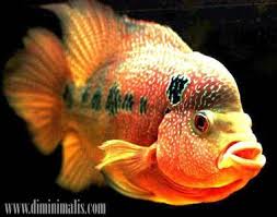10 tips cara memelihara ikan louhan agar cepat jenongikan louhan atau flowerhorn adalah jenis ikan hias yang punya penampilan unik, ditandai dengan jenong. Cara Merawat Ikan Louhan Agar Tampil Cantik Menawan