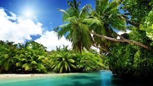 Trees in forest is an hd wallpaper and background. Nature Pc Wallpaper 4k Beach Palm Tree 3840x2160 Zeeoii