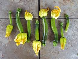 The easiest way to do that is getting a propagator. How To Grow Zucchini Summer Squash Planting Pests Pollination More Homestead And Chill