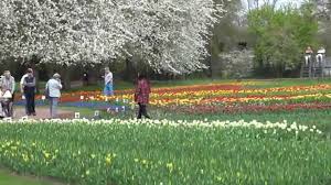 Ob besinnlich mit klassischer weihnachtsmusik. Forum Ubersicht Tulpenschau Im Britzer Garten Patenschaft Zum Gedenken An Knut Am 24 04 2015