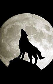 Pin By Elias On Wolves Wolf Wallpaper Wolf And Moon Tattoo Animal Wallpaper