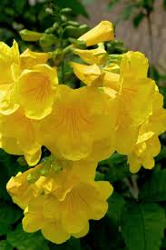 Image result for Tecoma