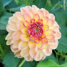 New Blooms of Dahlia Varieties in Michigan