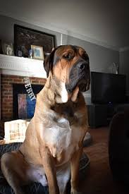 Thousands of dogs and cats across the country are up for adoption and are eagerly waiting for their forever homes and families. Raleigh Nc Mastiff Meet Potado A Pet For Adoption