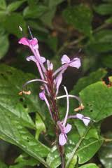 Image result for Brachystephanus