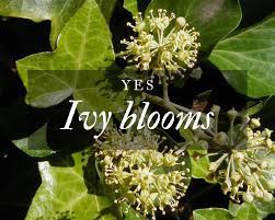 We did not find results for: Does Ivy Bloom Gardenologist