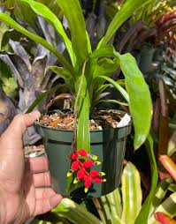Image result for Apocynaceae subfamily Periplocoideae