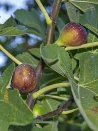 Figuier Del Portogallo Ficus Carica Del Portogallo Le Jardin Du Pic Vert