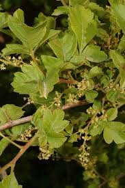 Image result for Searsia dentata