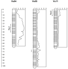 Image result for Alectra vogelii