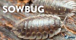 There are other bugs that resemble bed bugs. All About Sow Bugs And How To Get Rid Of An Infestation