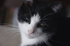 now that s an unimpressed cat