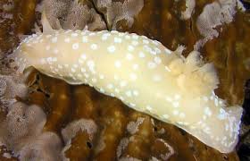 Image result for Brownleea maculata