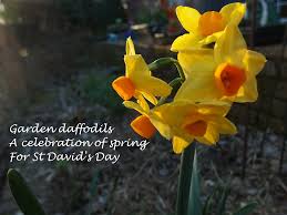 Halimbawa ng mga tulang haiku ng filipino. Garden Bloggers Muse Day Daffodil Haiku
