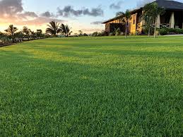 Image result for Paspalum vaginatum