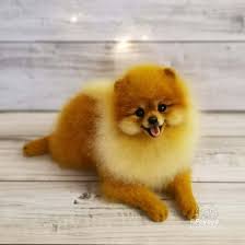 Pomeranian Joker By Feyaya In 2020 Real Dog Pomeranian Dogs