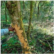 Image result for Cassipourea