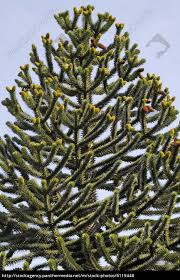 Begeisterung bei hobbygärtnern löst vorallem die. Chilenische Araukarie Andentanne Lizenzfreies Foto 6119448 Bildagentur Panthermedia