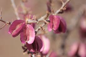 Image result for Phaeoptilum spinosum