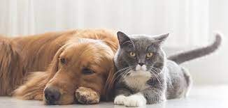 Very safe and cheaper than buying your tick and heartworm meds separately. The Animal Pharmacy Australia S Founding Animal Pharmacy
