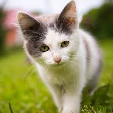 ucretsiz kedi ilanlari ucretsiz kopek ilanlari kedi es ilani kopek es ilani