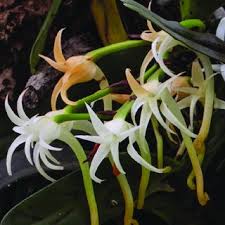 Image result for Cyrtorchis neglecta