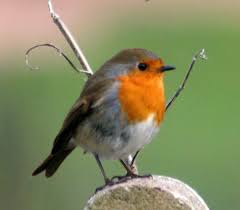 Small Bird With White Stripe On Head Uk Pin On Animals Pets