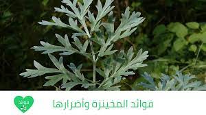 فوائد المخينزة وأضرارها واهم الاستخدامات لهذه النبته الرائعة plants herbs
