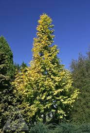 While you may not make your entire privacy fence out of ginkgo trees, having a few add that beautiful pop of color with the changing. Columnar Ginkgo Goldspire Best Home Design Ideas