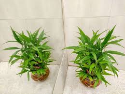You also have to make sure that the roots of the plant remain covered by the water at all times. What Are The Differences Between Lucky Bamboo And True Bamboo The Practical Planter
