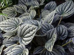 One of the great joys of peperomia is the many leaf forms available. Peperomia Care Guide Osera