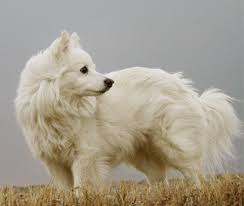 Black American Eskimo Dog Price American Eskimo Dog American Eskimo Dog American Eskimo Dog Puppy Miniature American Eskimo