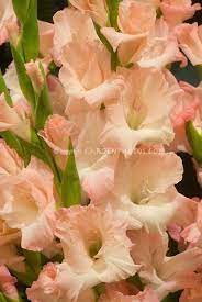 Pin On A Flower Gladiolus