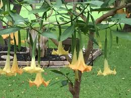 Image result for Brugmansia