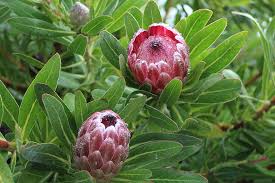 Medium pink pincushion proteas on table mountain 2. Proteas Protea Flower South Africa Floral Natural Blooming Plant Nature Pikist
