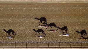In general, most of the grandstand will be taken up with owners, trainers and handlers with usually just a handful. Top Drone Images Of 2015 From Dronestagram Day 5 Rotordrone