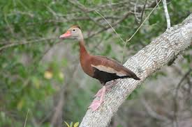 It has plumage that is mainly reddish brown, long legs and a long grey bill, and shows a distinctive white band across it. Behavior Black Bellied Whistling Duck Dendrocygna Autumnalis Birds Of The World