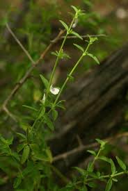 Image result for Justicia protracta