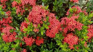 Image result for Ixora nana