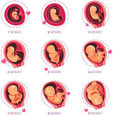 Sunteti in culmea fericirii, cititi si va informati de peste tot, asteptati orice vizita la doctor cu sufletul la gura ca sa vedeti cat a mai crescut bebelusul vostru, ce nazdravanii mai face in burtica!… Sarcina Pe SÄƒptÄƒmani È™i Luni Simptome EvoluÈ›ia Sarcinii È™i Cum Se Simte Mama