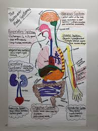 Human Body Systems Anchor Chart For 7th Grade Science