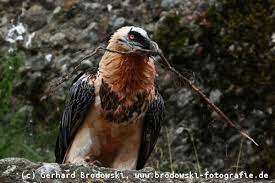 Das ist ein individueller strichcode man die geier, wenn sie dann am himmel fliegen, von unten auch erkennen kann, wer ist. Bartgeier Steckbrief Verbreitung Brutzeit Lebensraum Bilder Referat