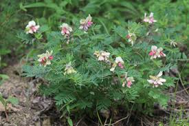 Image result for Tephrosia rhodesica