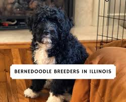Walnut valley puppies is the best bernedoodle breeders in illinois near chicago. Bernedoodle Breeders In Illinois Top 5 Picks 2021 We Love Doodles