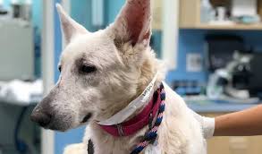 Come meet german shepherd rescue of georgia's pets. Help The German Shepherds Rescued From Georgia Breeder Cbs Baltimore