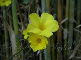 Image result for Reinwardtia indica