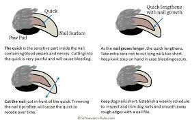 Here you may to know how to cut your puppy s nails. Clipping Dog Nails